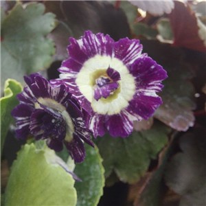 Primula Auricula 'Forest Fancy That'